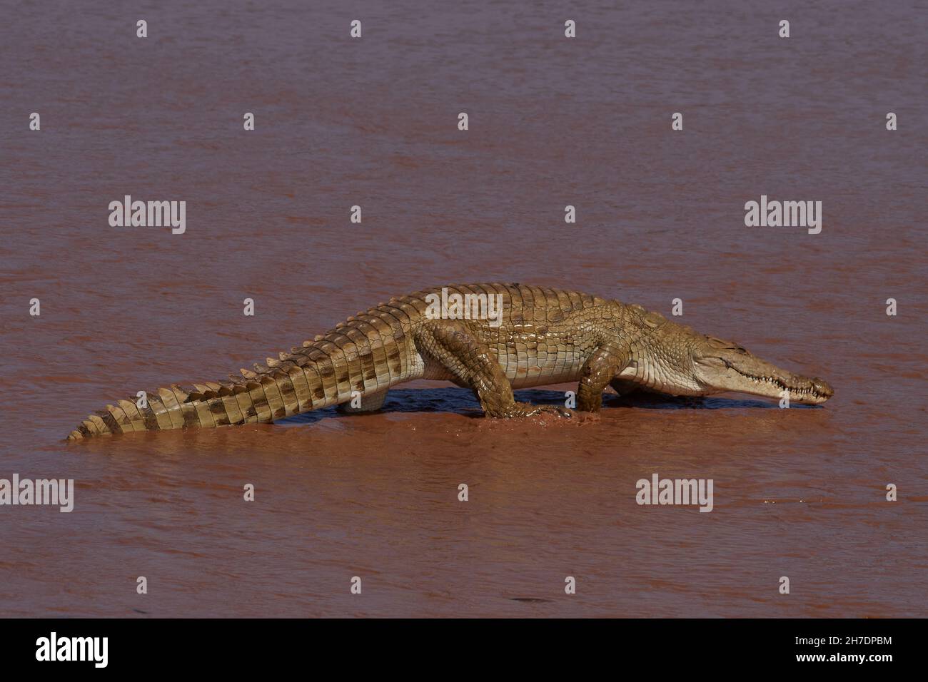 Nilkrokodil, Nile crocodile, Crocodylus niloticus, Buffalo Springs National Reserve, Ewaso Ng'iro, Kenya, east africa Stock Photo