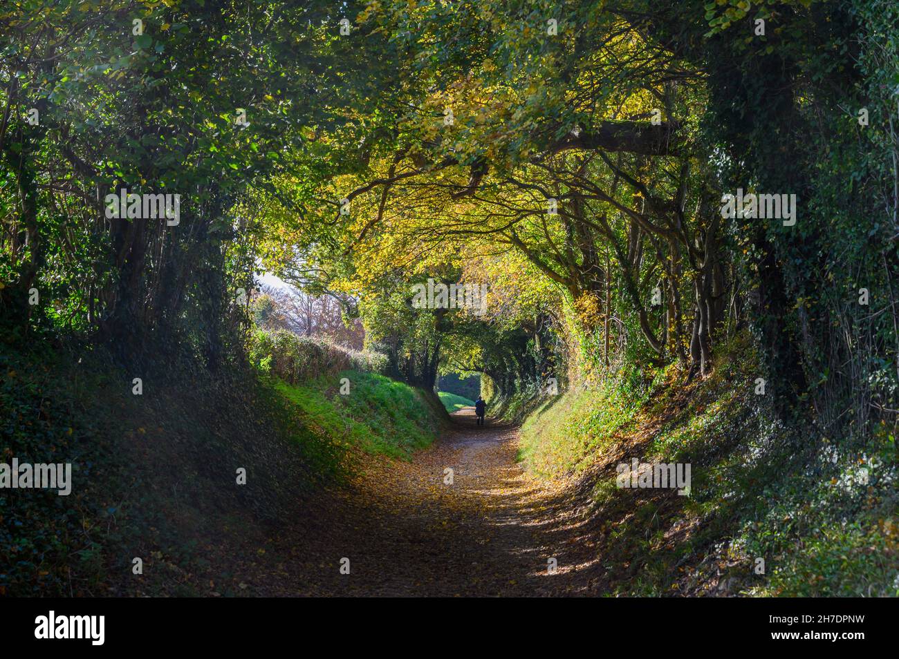 Halnaker tunnel trees in west hires stock photography and images Alamy