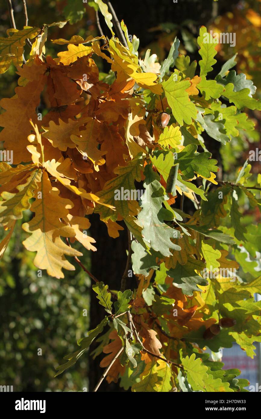 Autumn - oak trees with yellow, green and orange leaves illuminated by the sun's rays. Stock Photo