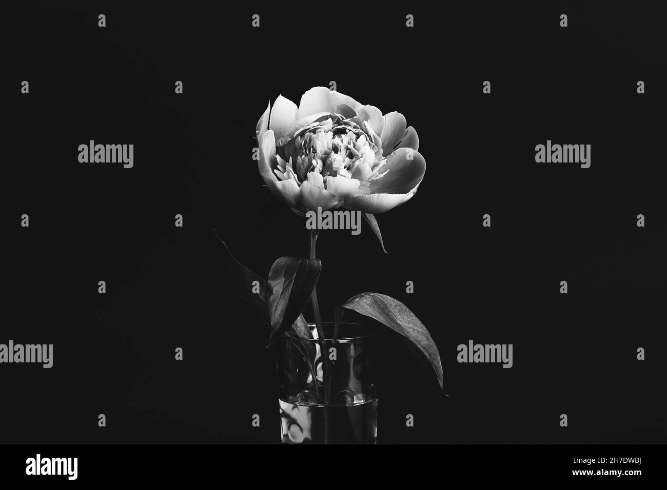 Peony in glass vase on black background. Black and white photo. Floral card, poster design Stock Photo