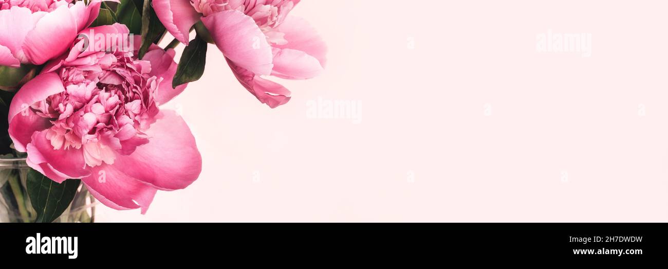 Bouquet of pink peonies on pink background with copy space. Floral wide ...