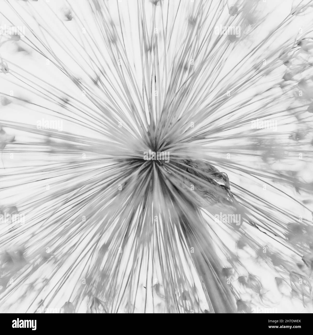 Allium Black and White Stock Photos & Images - Alamy