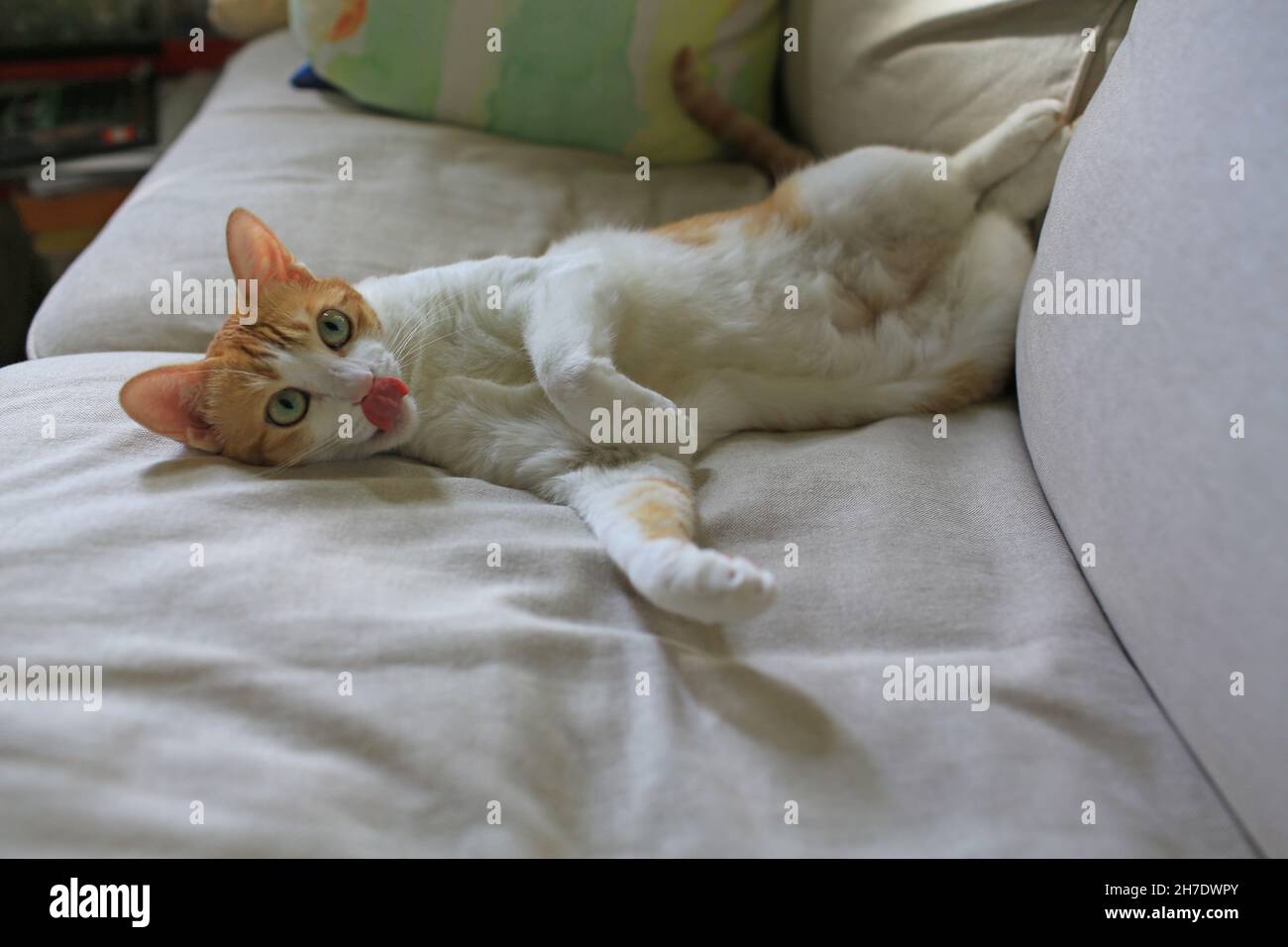 white ginger cat lip and lying Stock Photo Alamy