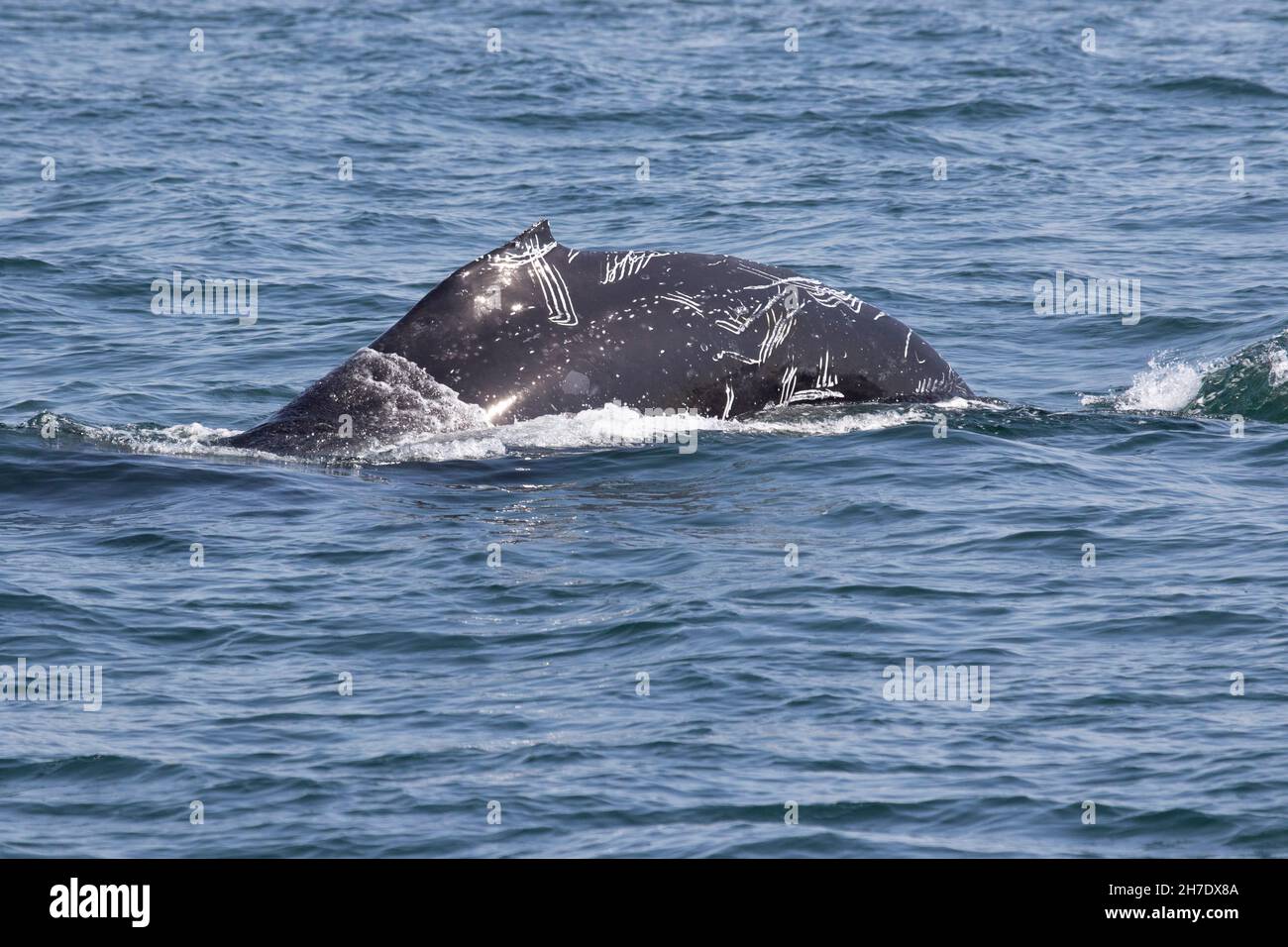 A diving Humpback Whale shows the results of a Killer Whale attack on its skin as it dives into California's Pacific Ocean. Stock Photo