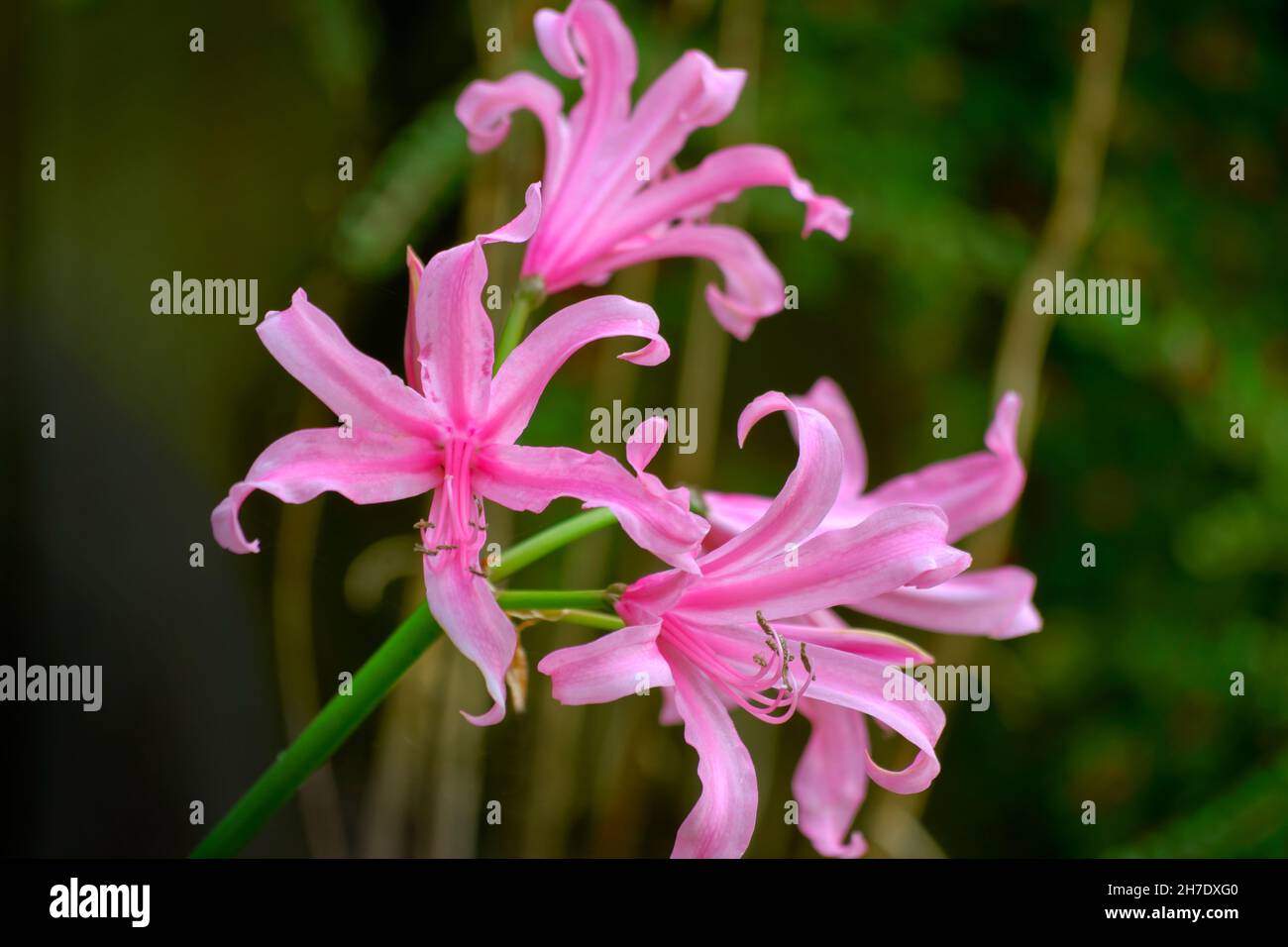 Nerine Bowdenii Lily flowers, known as Bowden lily, Guernsey lily, Cape