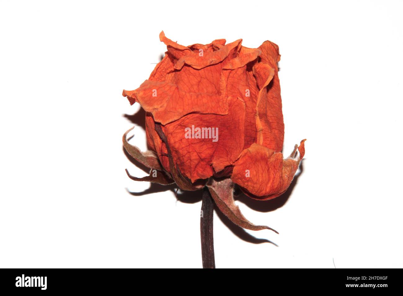 Dried Dead Red Roses Dead Flowers On White Background Stock Photo Alamy