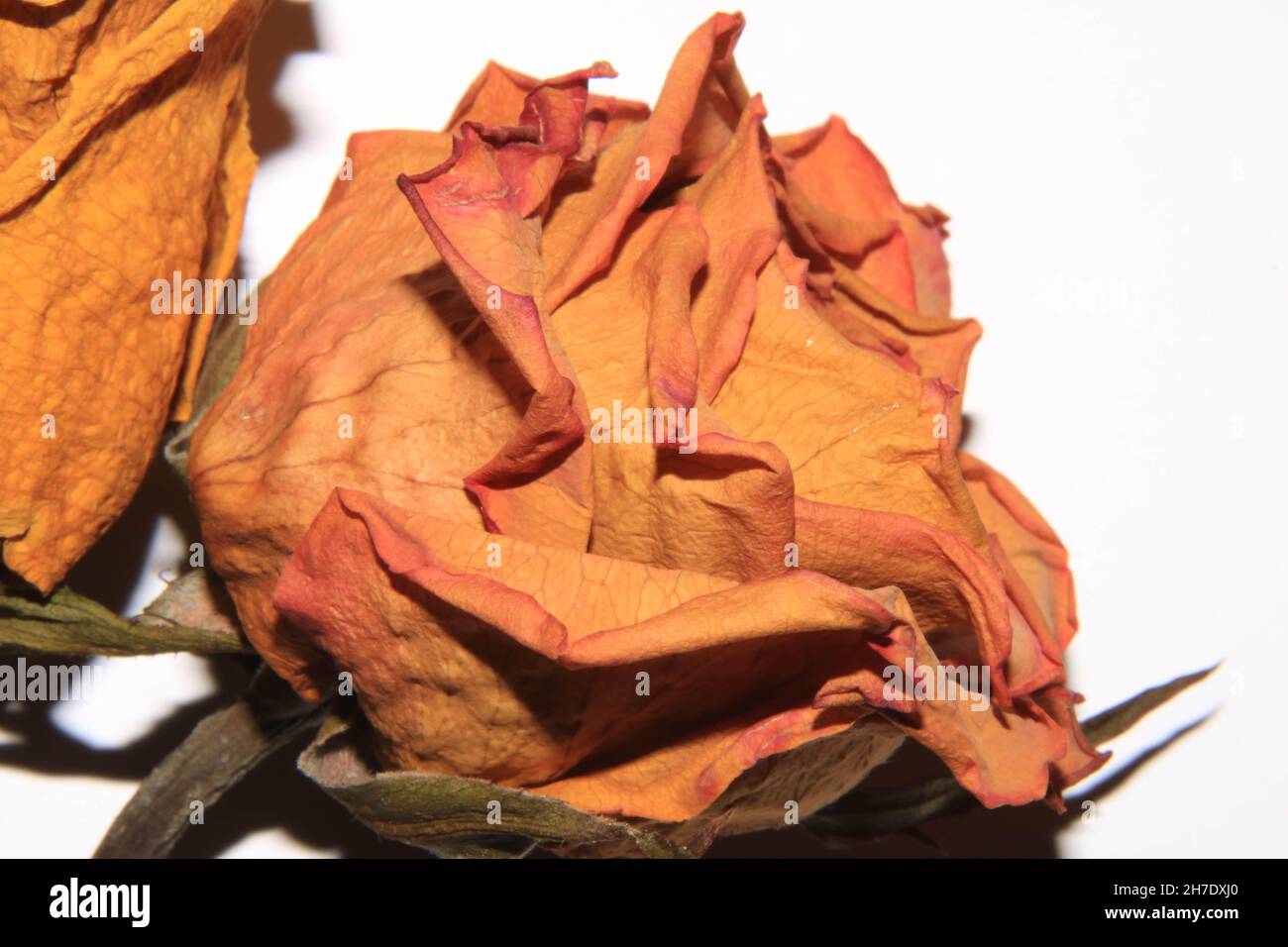 Dried Dead Red Roses Dead Flowers On White Background Stock Photo Alamy