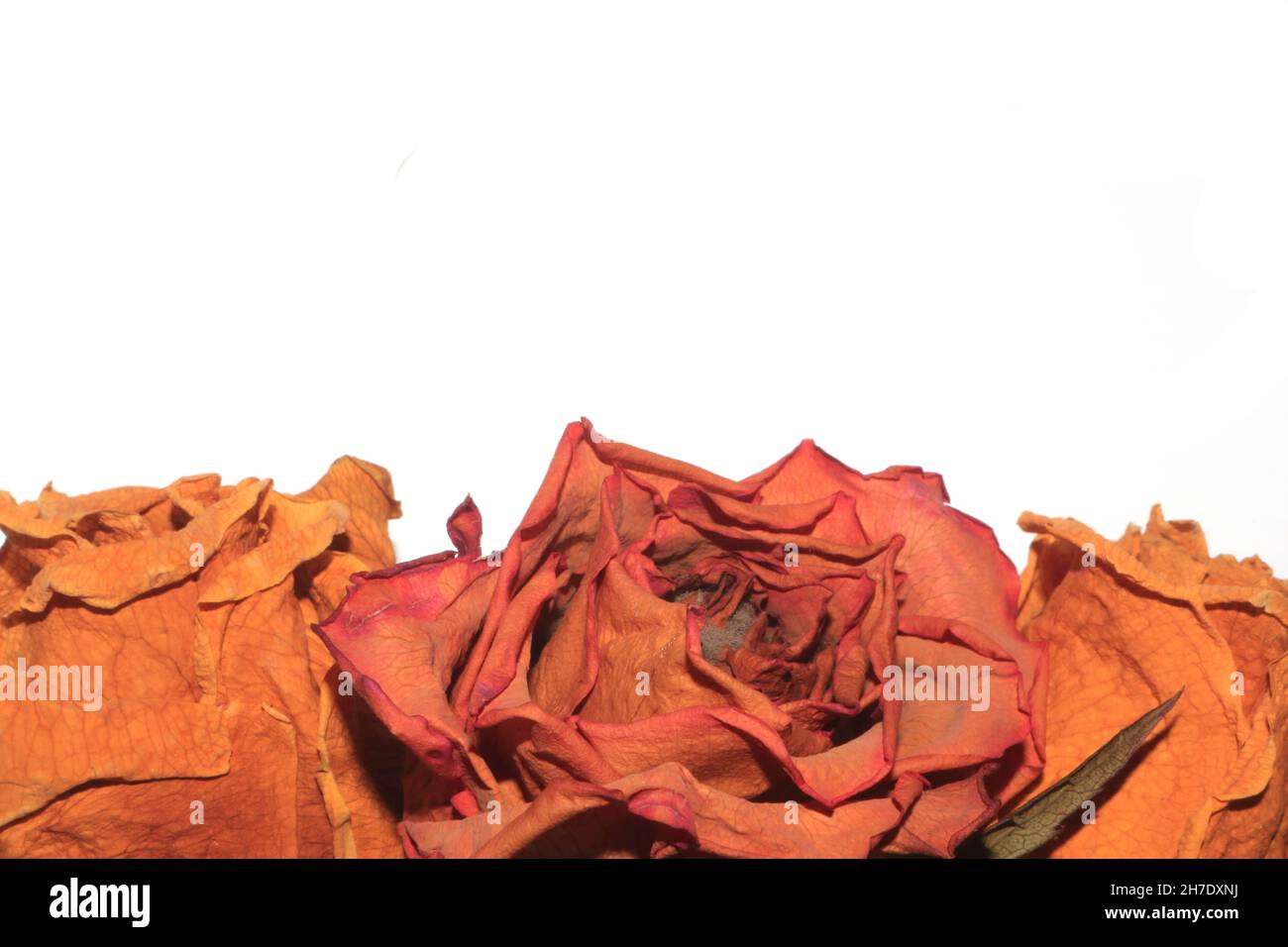 Dried Dead Red Roses Dead Flowers On White Background Stock Photo Alamy