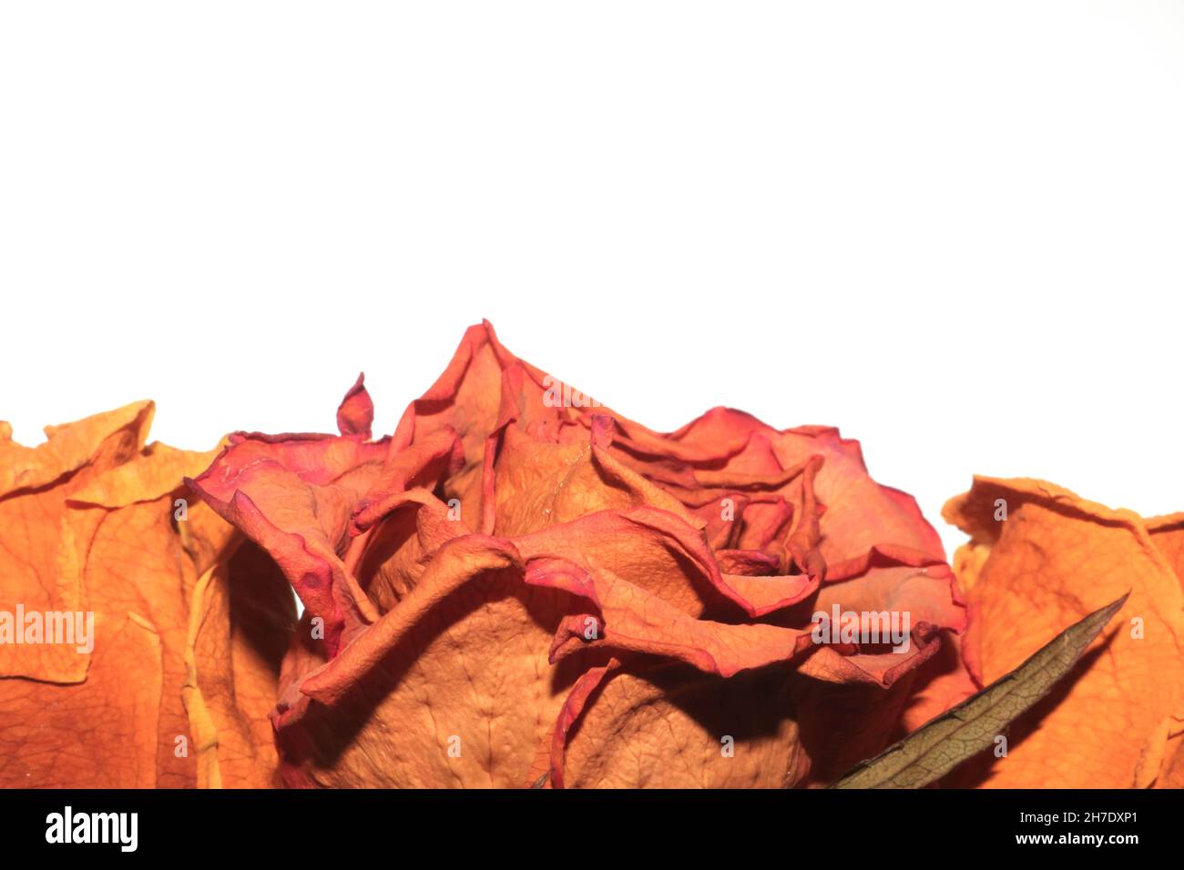 Dried Dead Red Roses Dead Flowers On White Background Stock Photo Alamy