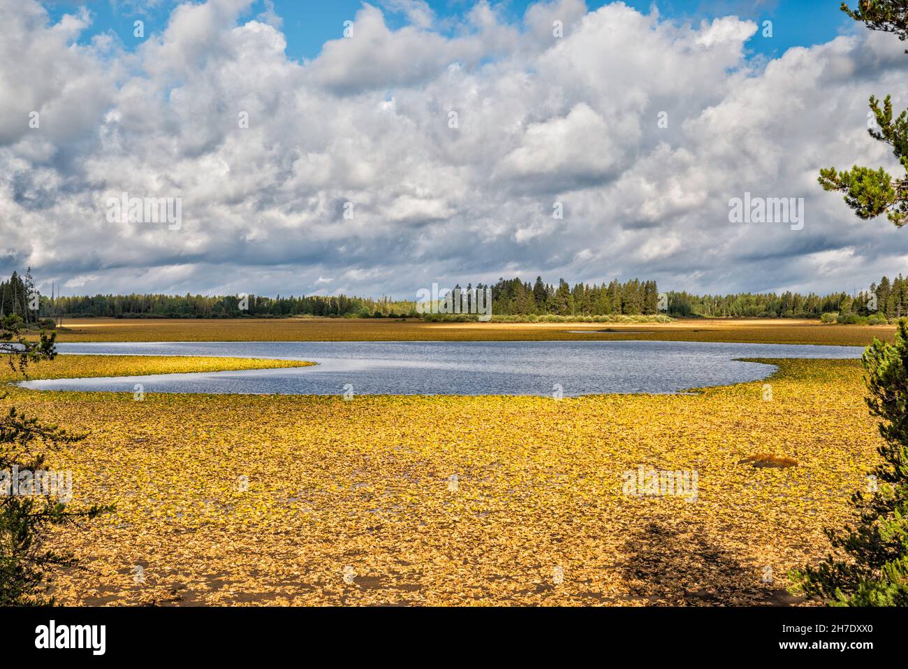 Wilted lily pads in drainage on Indian Lake, view from Grassy Lake Road, Caribou Targhee National Forest, Greater Yellowstone Area, Wyoming, USA Stock Photo