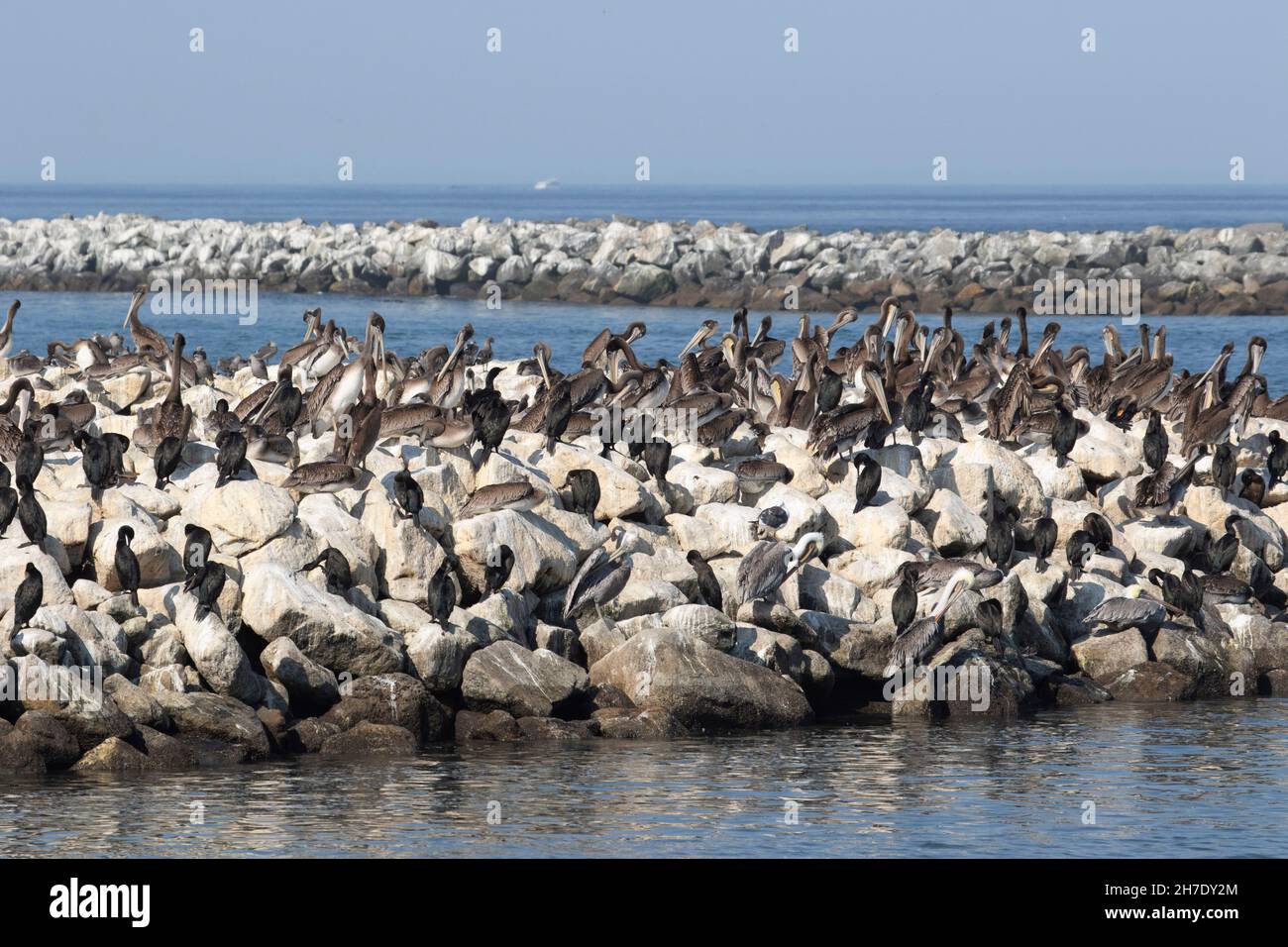 Brown Pelicans, Pelecanus occidentalis, and Doublecrested Cormorants