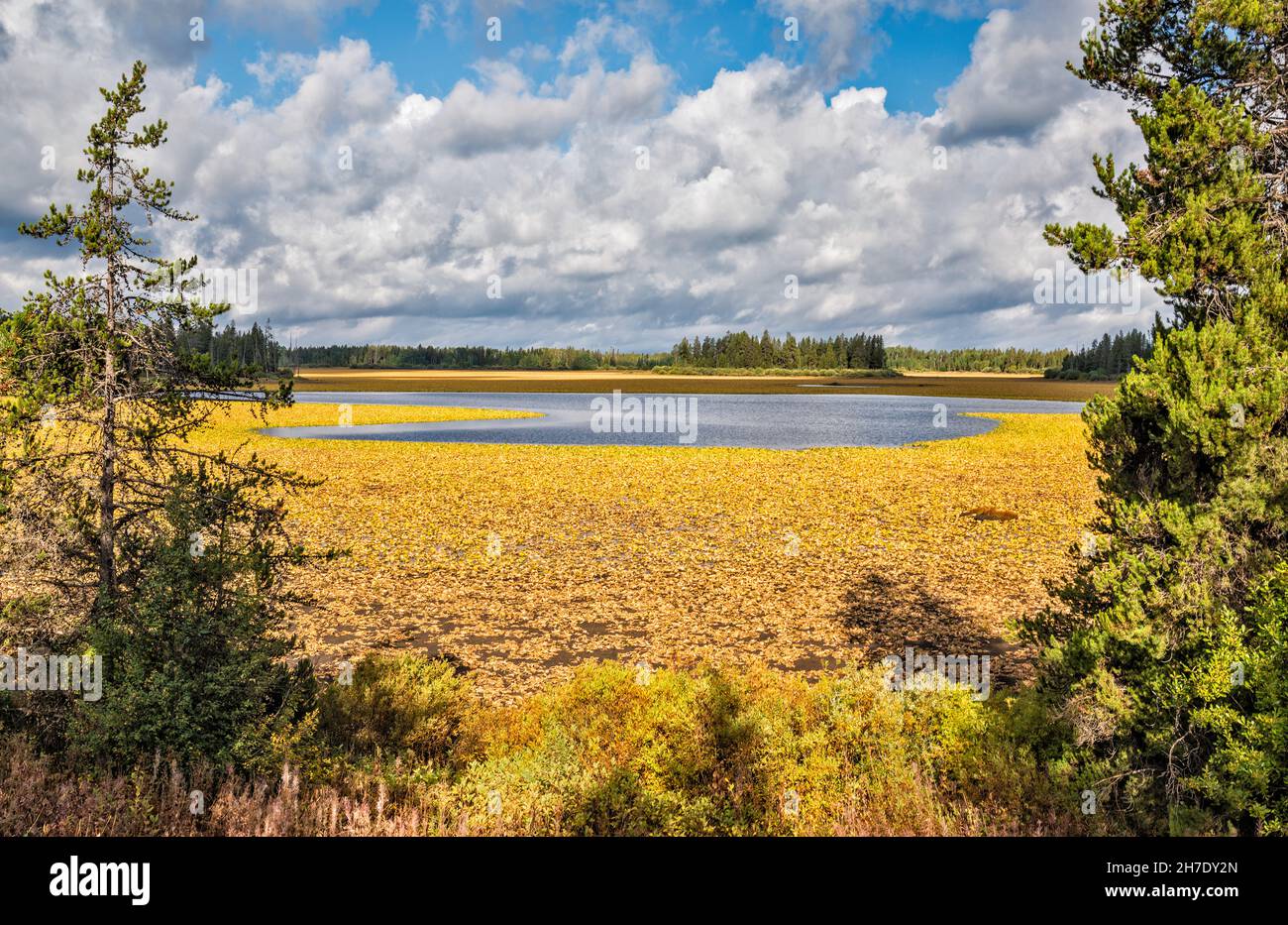 Wilted lily pads in drainage on Indian Lake, view from Grassy Lake Road, Caribou Targhee National Forest, Greater Yellowstone Area, Wyoming, USA Stock Photo