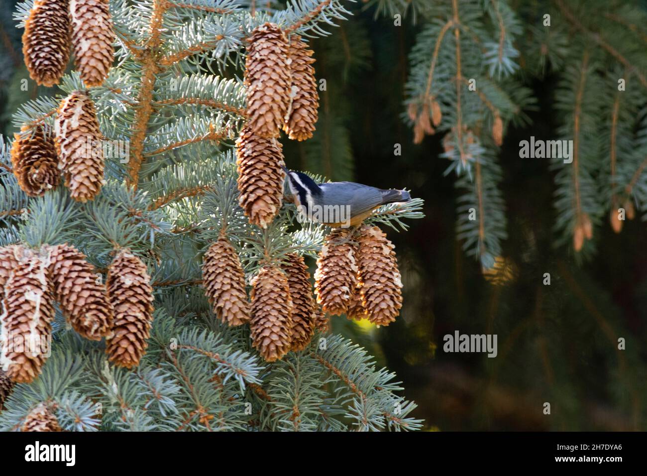 A Red-breasted Nuthatch, Sitta canadensis, feeds on Blue Spruce pine cone nuts, Colorado. Stock Photo