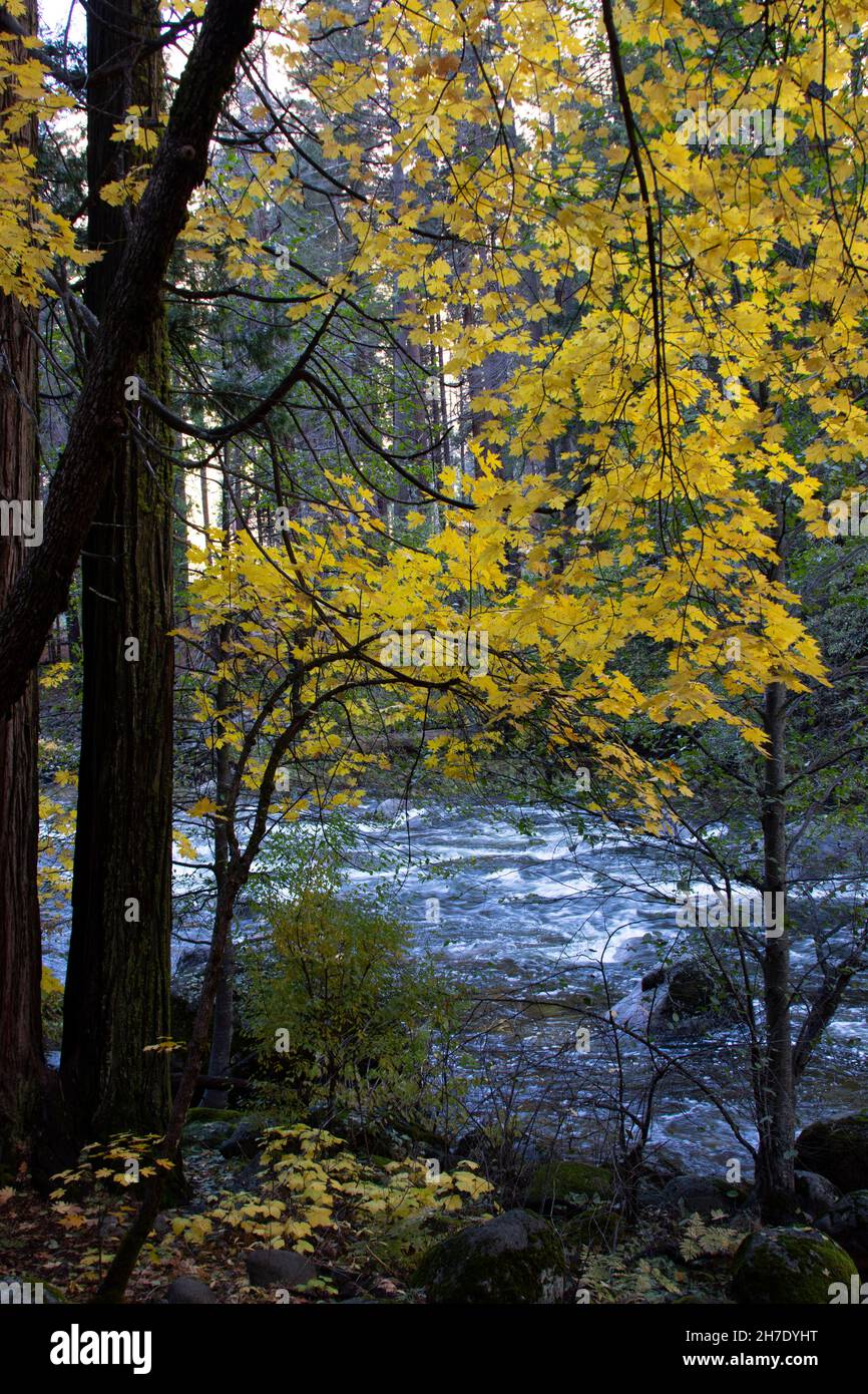 Colorful Bigleaf Maple leaves, Acer macrophyllum, and the Merced River in Fall at Yosemite NP, Sierra Nevada, CA USA Stock Photo