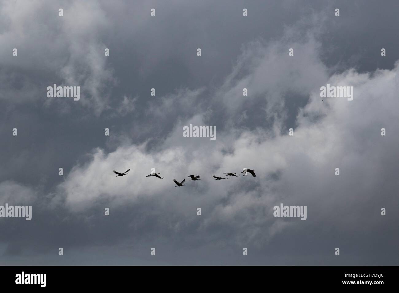 Sandhill Cranes, Grus canadensis, fly toward a retreating autumn storm system in California's San Joaquin Valley. Stock Photo