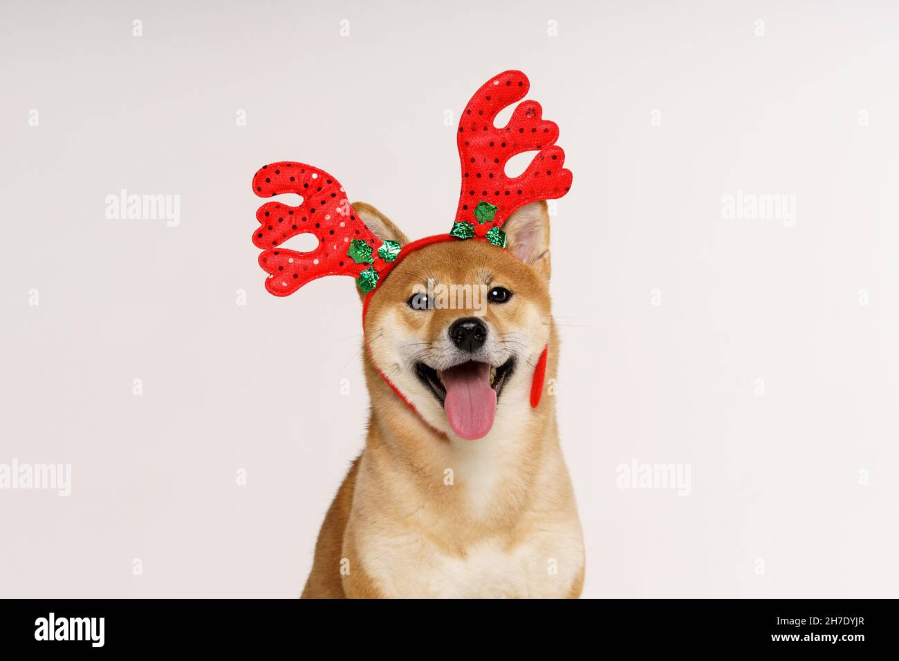 New year christmas dog breed red bow antlers light background isolate red with white. Pet for christmas Stock Photo