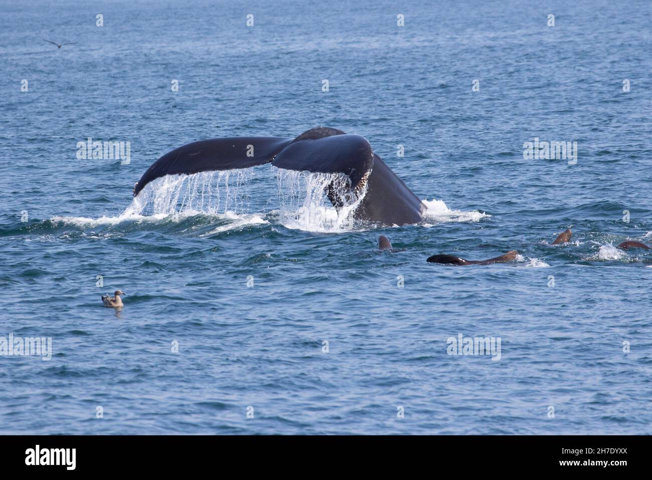 An adult Humpback Whale, Megaptera novaengliae, deep-dives into Monterey Bay near Moss Landing, California. Stock Photo