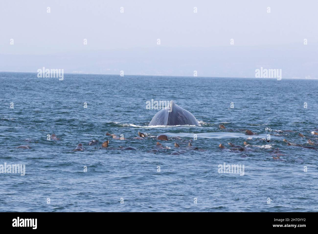 Humpback Whale and California Sea Lions in Monterey Bay near Moss Landing, California. Stock Photo