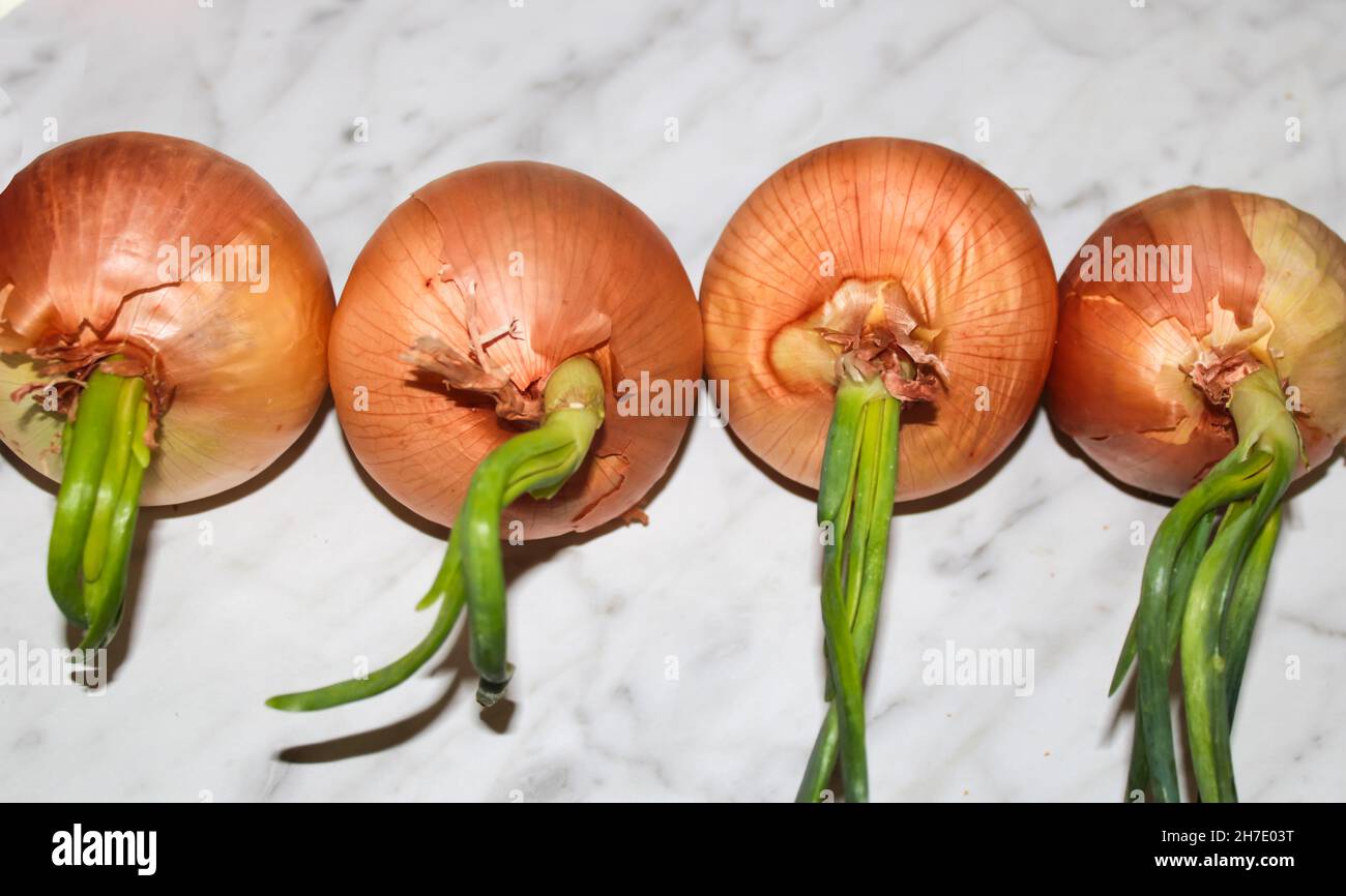 Sprouted onion hi-res stock photography and images - Alamy