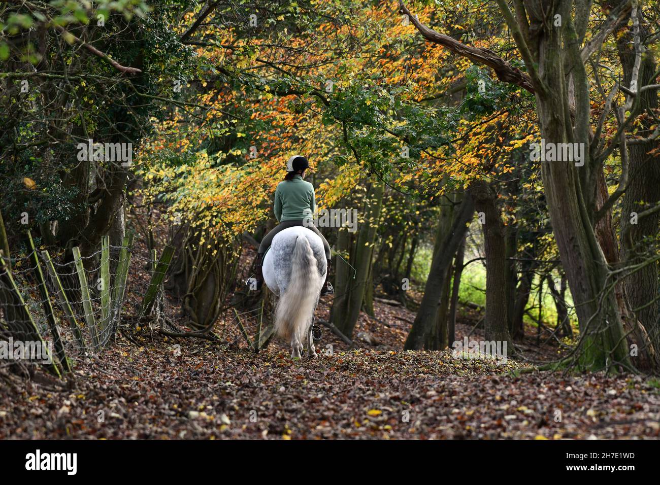 Glorious Autumn! A lone rider on a white horse riding through woodland near Ironbridge in Shropshire. Stock Photo