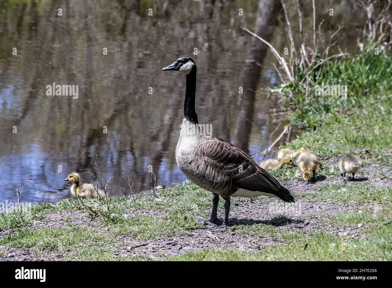 Mother goose with her baby goslings on the edge of Jerusalem Pond in St. Croix Falls, Wisconsin USA. Stock Photo