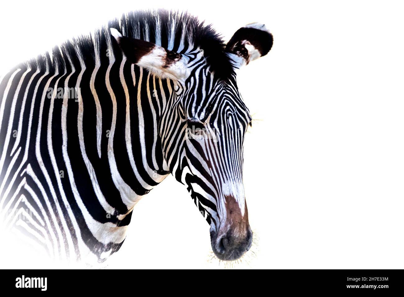 Portrait of a zebra on a white background Stock Photo - Alamy