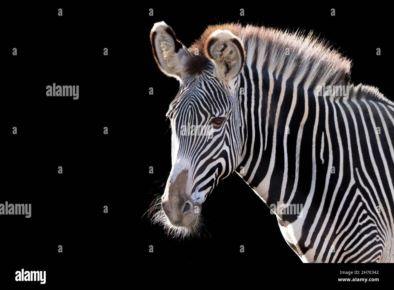 beautiful portrait of a zebra on a black background Stock Photo - Alamy