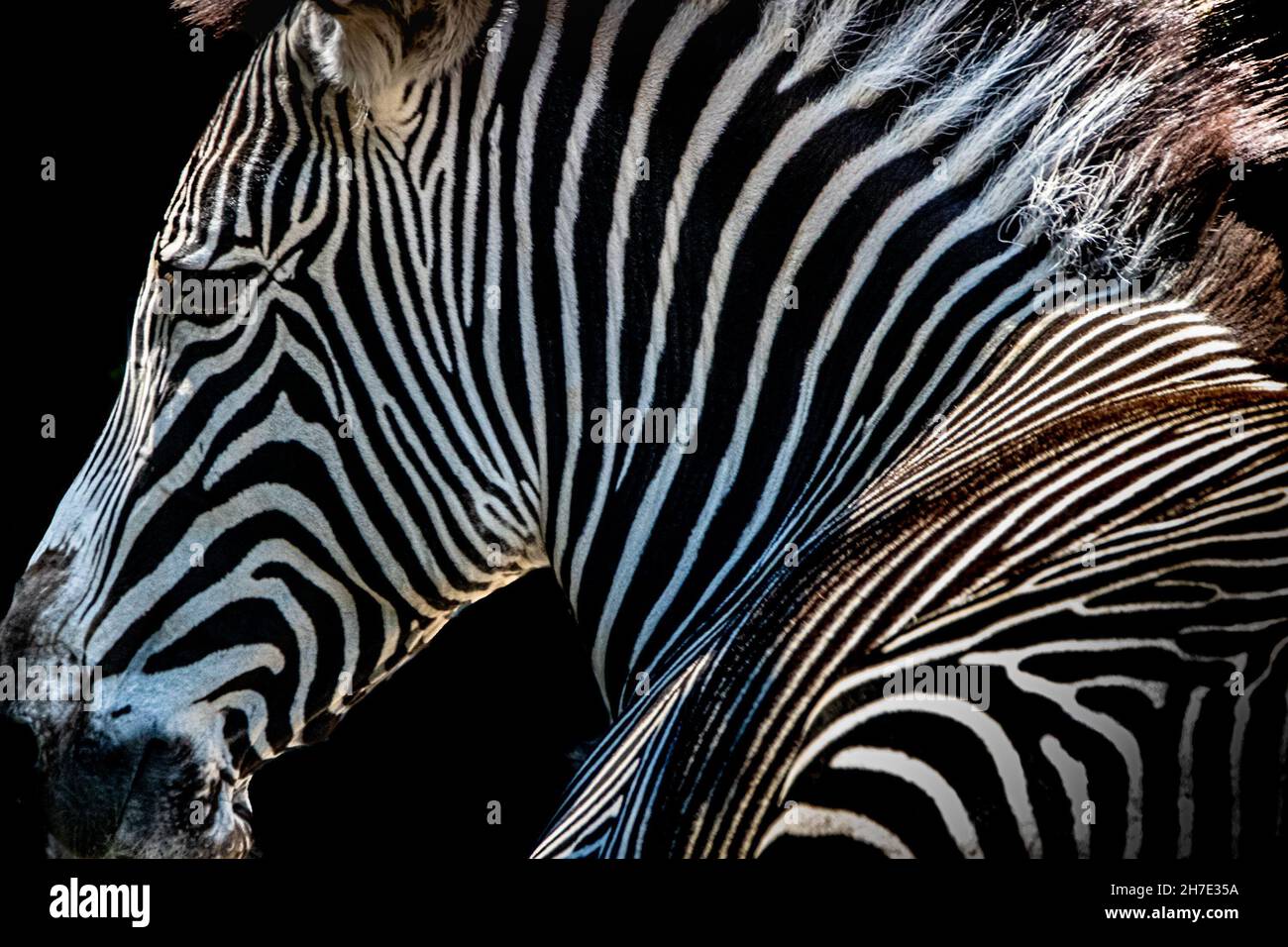 portrait of a zebra on a black background Stock Photo - Alamy