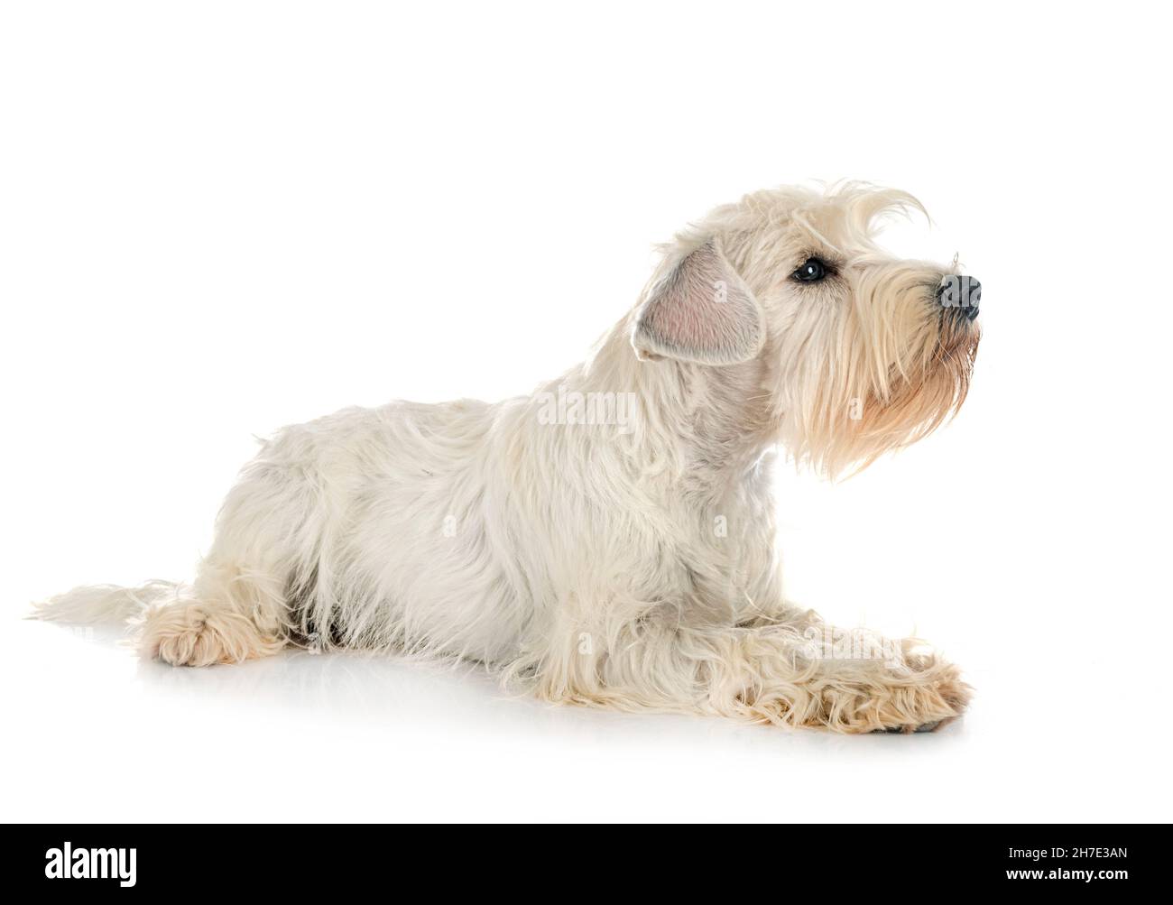 miniature white schnauzer in front of white background Stock Photo - Alamy