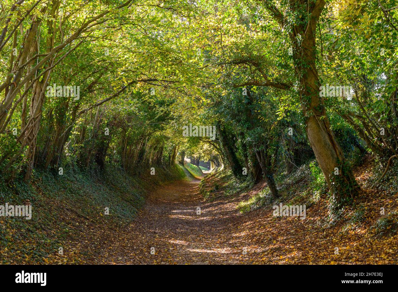 A view down the path through the Halnaker tree tunnel on a sunny day in