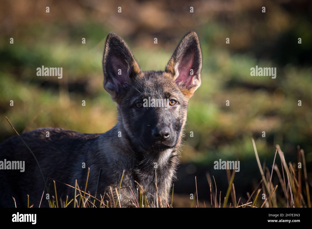 Picture Idea: German Shepherd Puppy Sun Hi Res Stock Photography And Images
