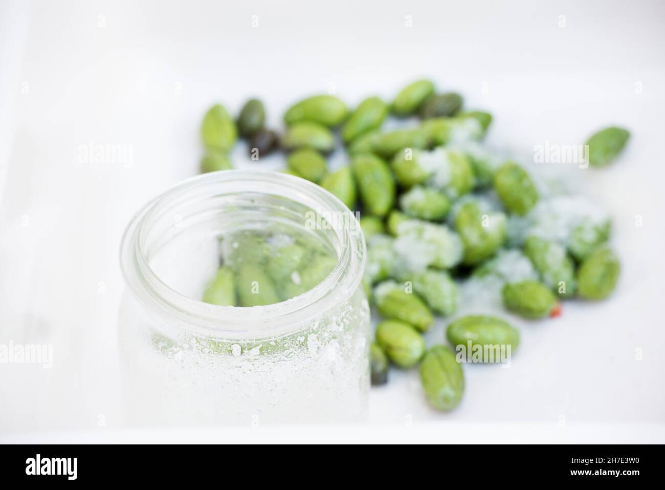 Olives being preserved in salt Stock Photo Alamy