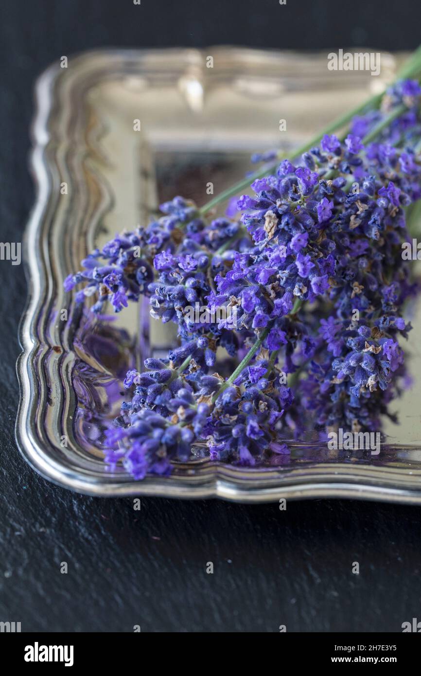 Lavender flowers on a silver tray Stock Photo