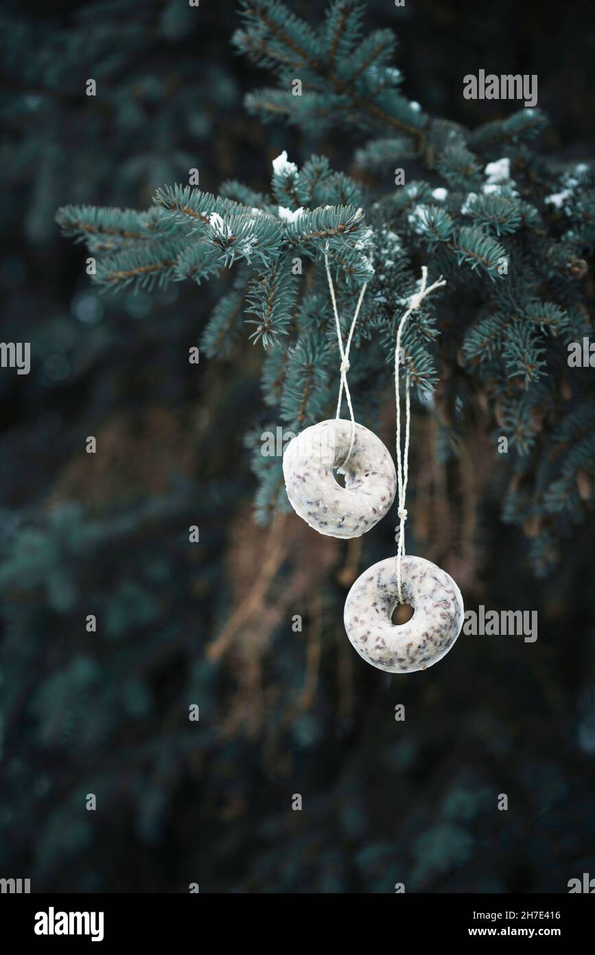 Homemade bird food rings made from various seeds, dried fruit, nuts and