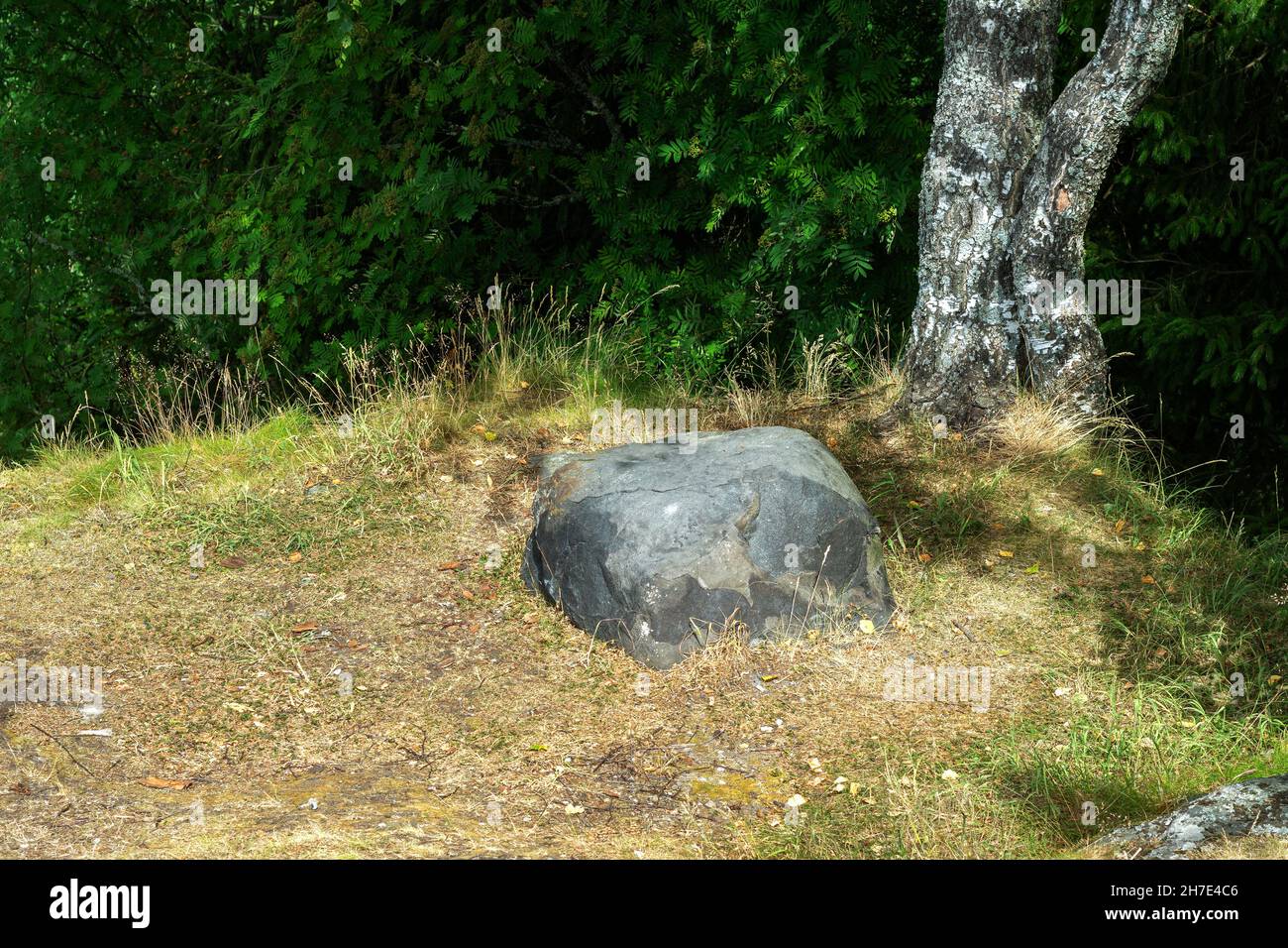 Large gray stone lying in a sunlit forest clearing next to an old birch tree. Stock Photo