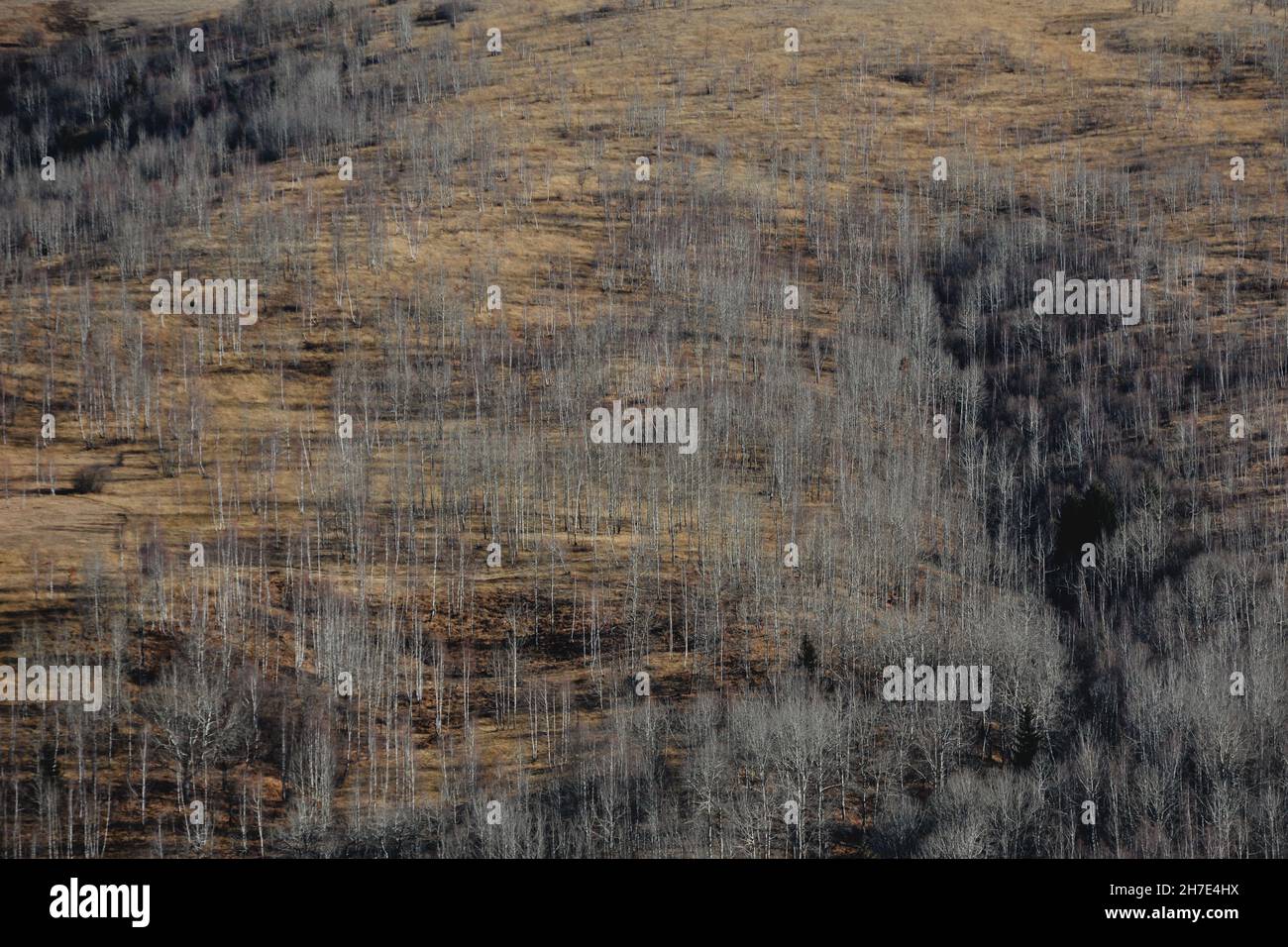 Aerial view of the burnt trees in a forest Stock Photo - Alamy