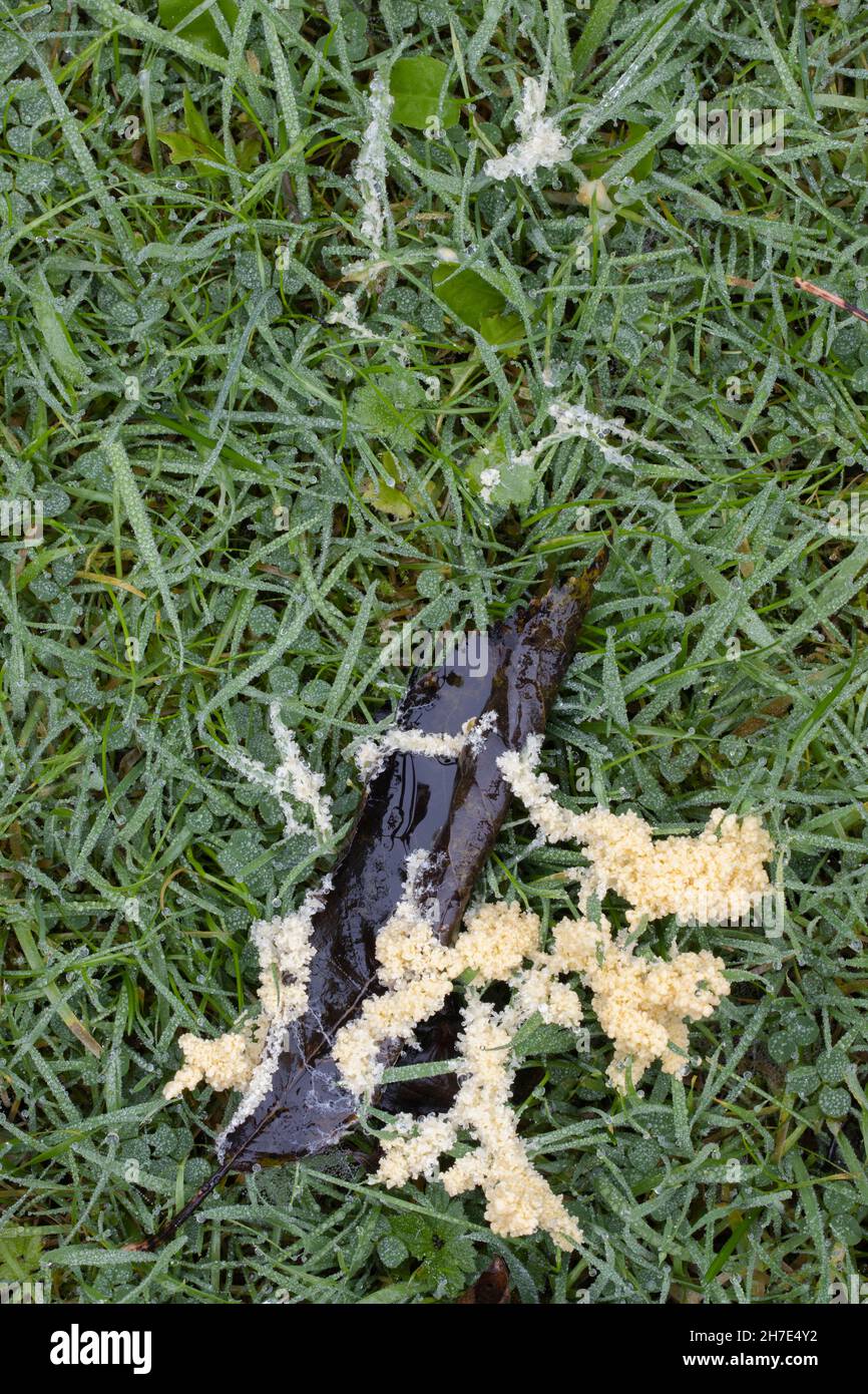 Mucilago crustacea slime mould mold growing on a wet lawn in England in autumn Stock Photo