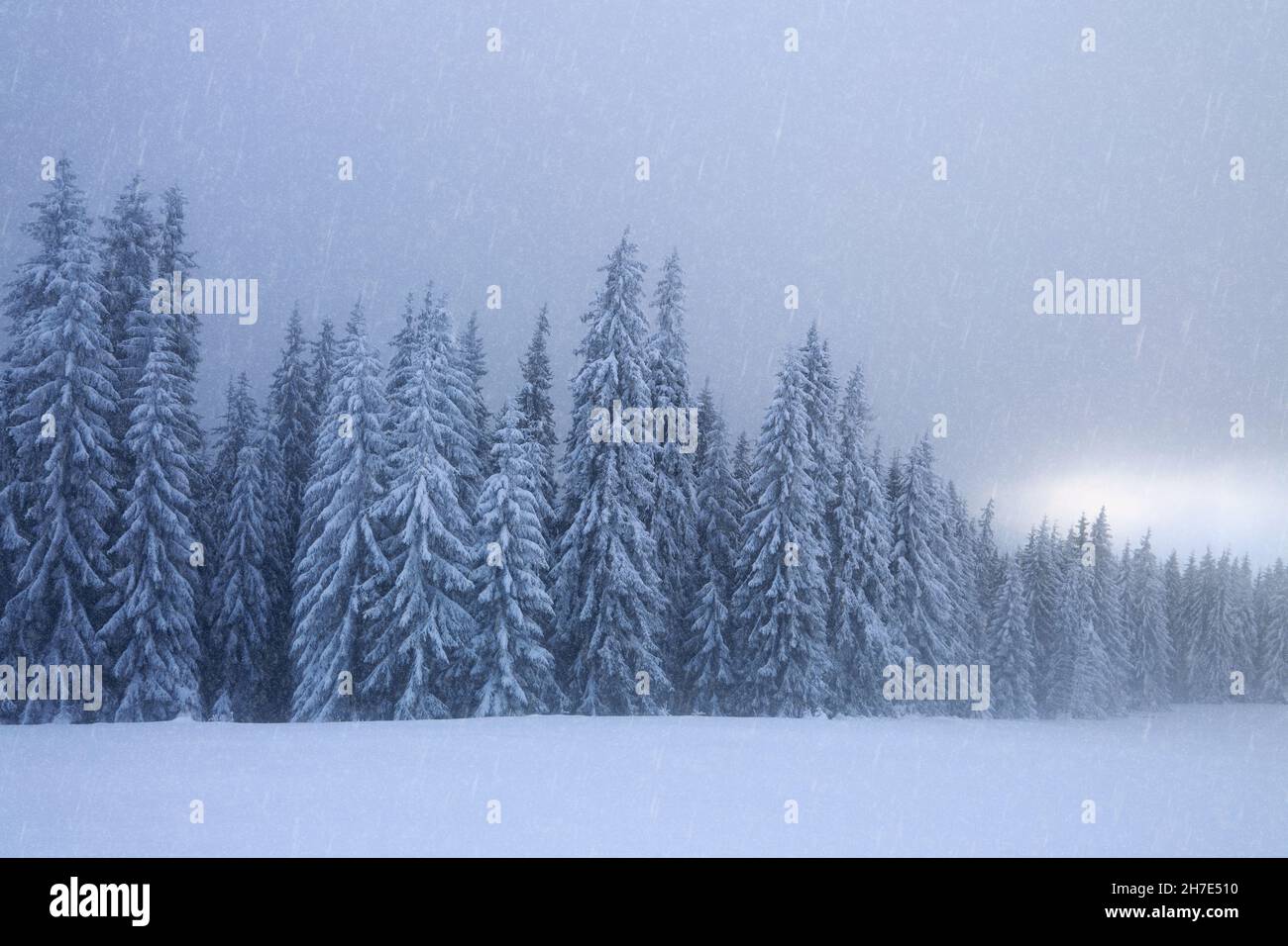 Winter Background With Snowy Fir Trees, Snowdrifts And Snowfall In