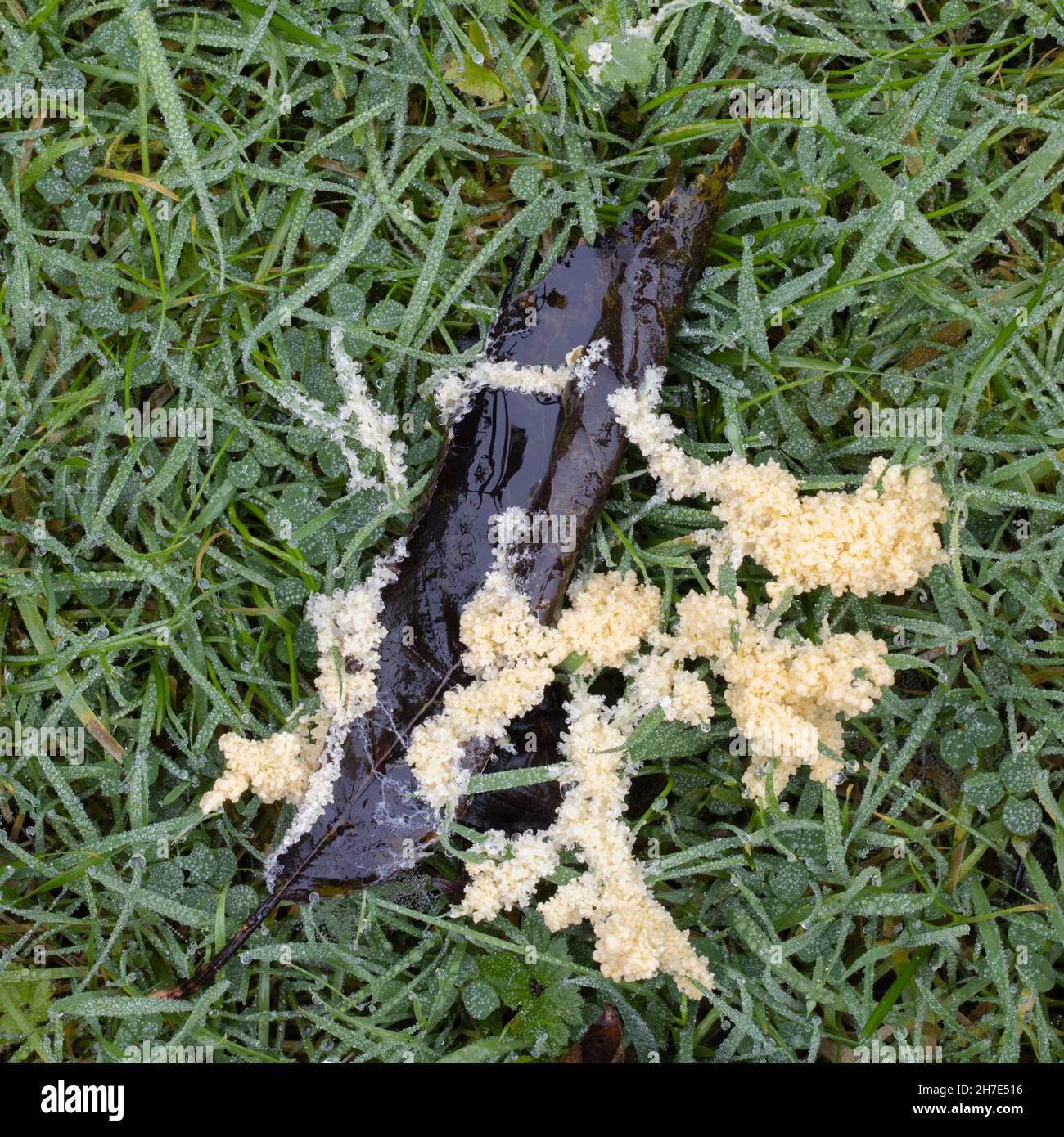 Mucilago crustacea slime mould mold growing on a wet lawn in England in autumn Stock Photo