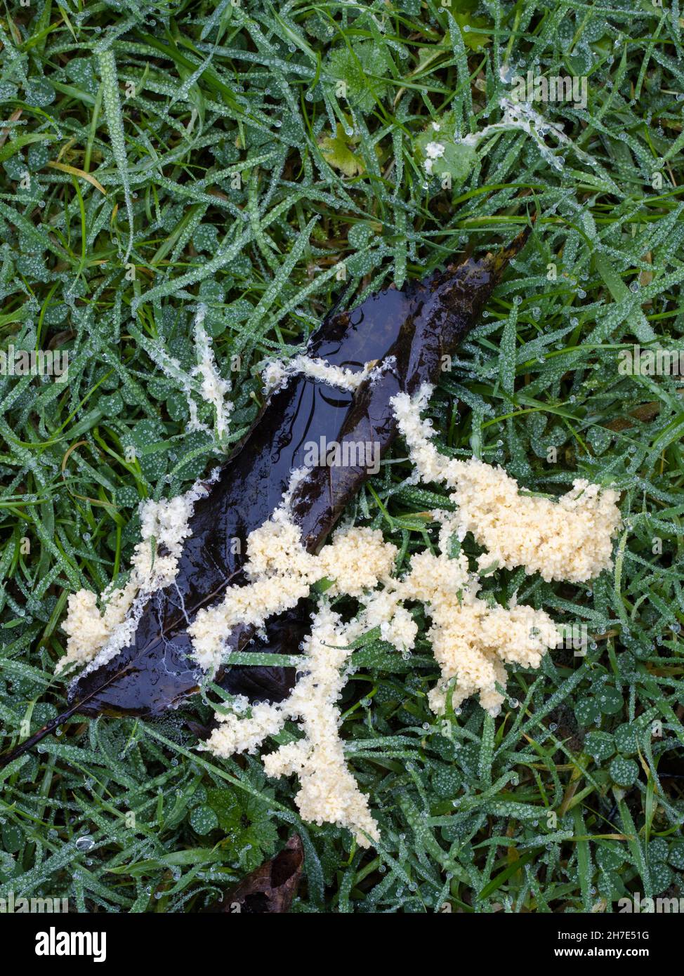 Mucilago crustacea slime mould mold growing on a wet lawn in England in autumn Stock Photo