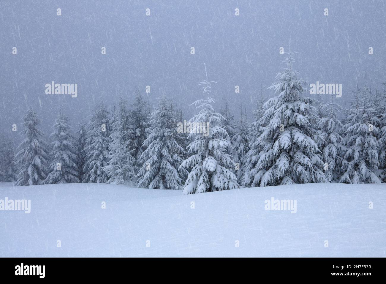 Foggy landcscape on the cold winter morning. Snowfall in the forest. Pine trees in the snowdrifts. Snowy background. High mountain. Nature scenery. Lo Stock Photo