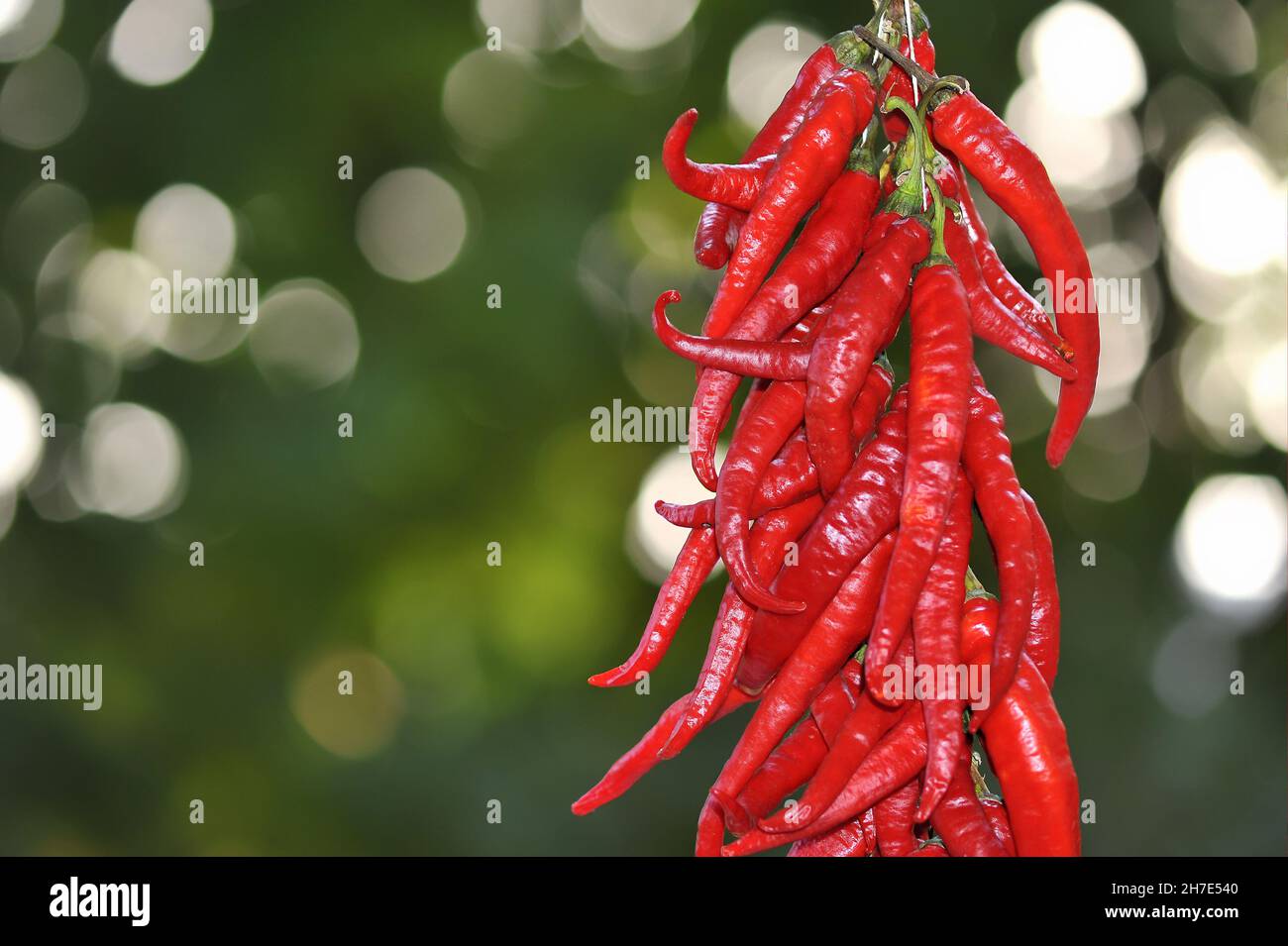 Red peppers strung on a string in a drying chain outside Stock Photo