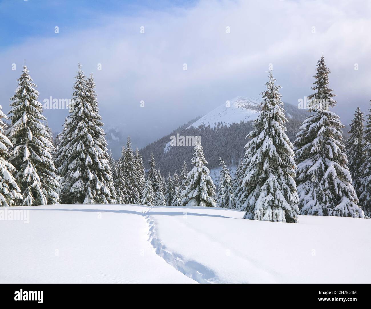 Nature winter landscape. On the lawn covered with snow there is a trodden path leading to the high mountains with snow white peak. Snowy background. L Stock Photo