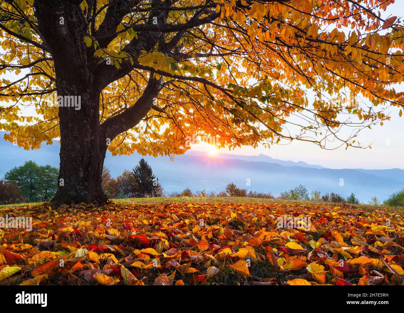 Sunny autumn. There is a lonely lush tree on the lawn covered with orange leaves through which the sun rays are shining. Rural scenery with mountains, Stock Photo