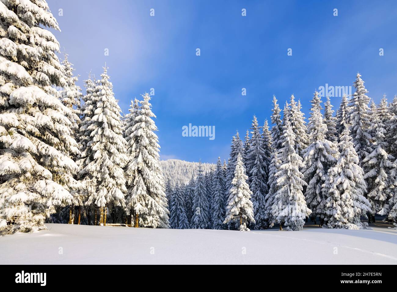 Landscape on winter day. Spruce trees in the snowdrifts. High mountain. Lawn and forests. Snowy background. Nature scenery. Location place the Carpath Stock Photo