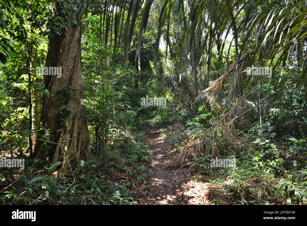 Path on Amazon rainforest. Barcarena, Pará State, Brazil Stock Photo