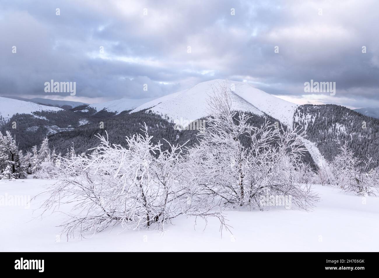 Snow and evergreen trees hi-res stock photography and images - Alamy