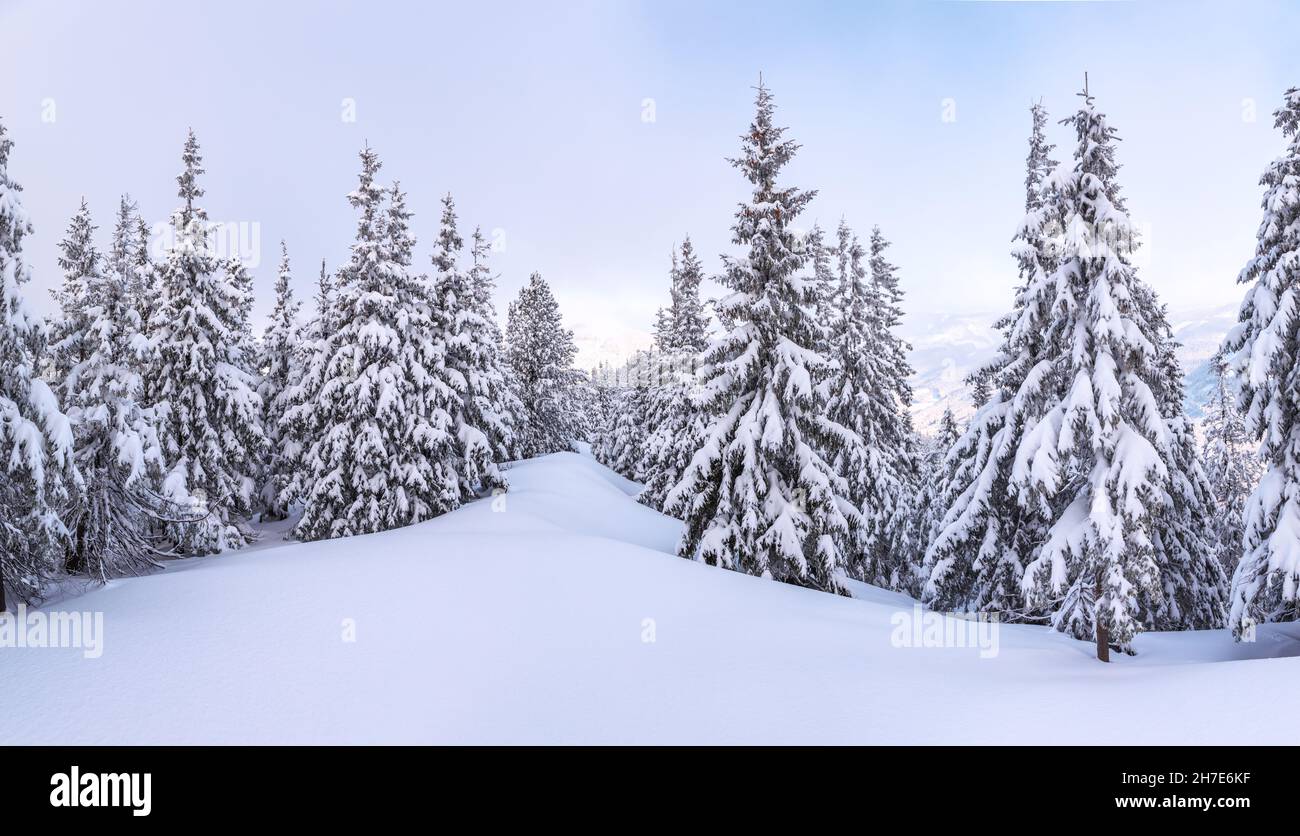 Christmas wonderland. Winter landscape. Magical forest. Meadow covered with frost trees in the snowdrifts. Snowy wallpaper background. Stock Photo