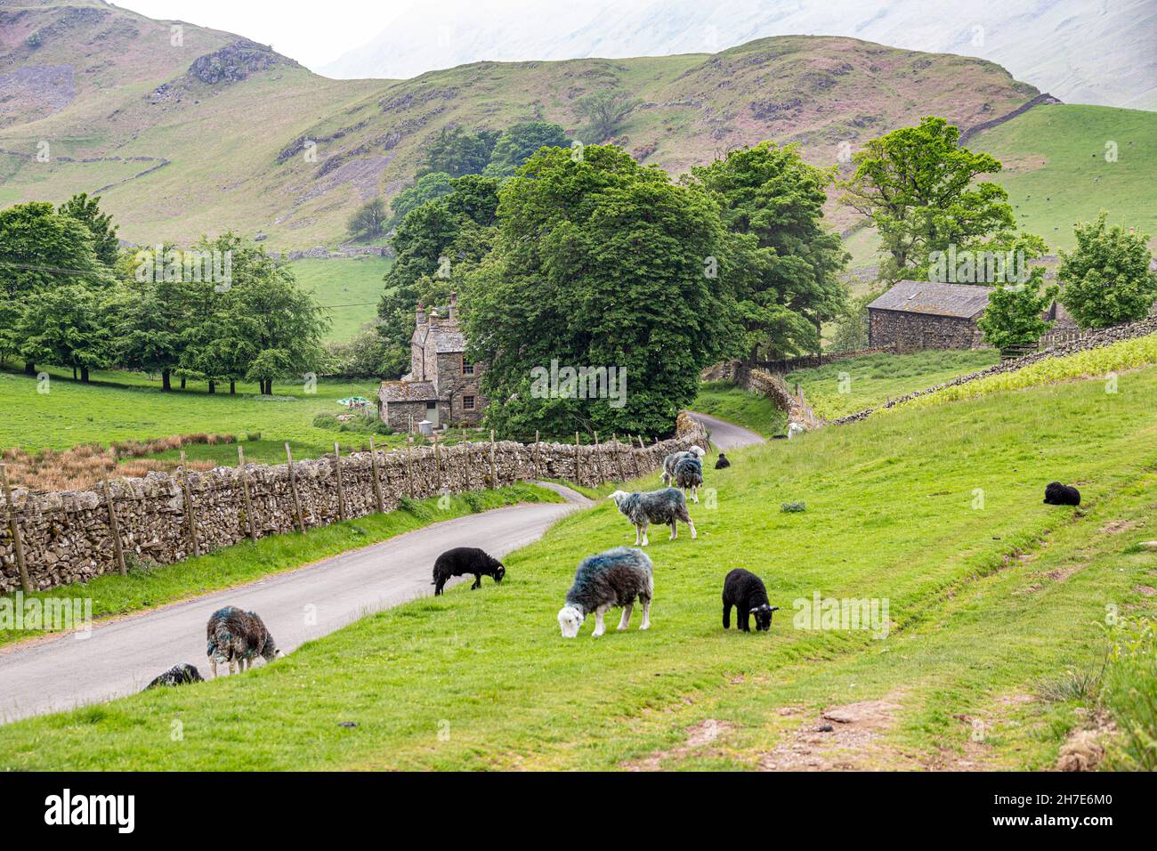 Herdwick sheep in the English Lake District grazing beside the lane at ...