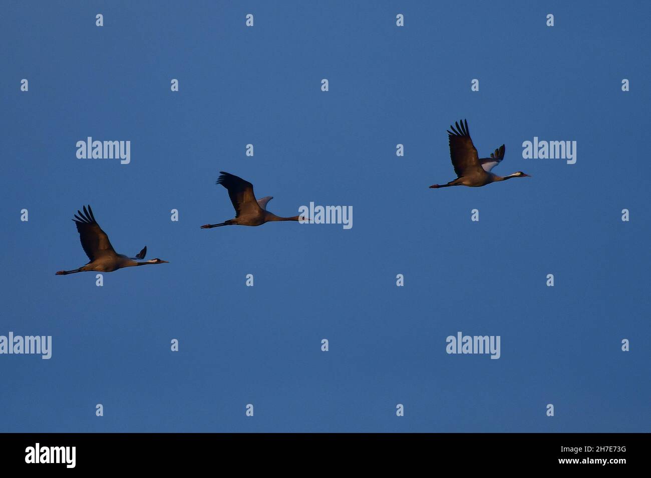 Kraniche, common crane, Grus grus, Tister Bauernmoor, Landkreis Rotenburg (Wümme), Niedersachsen, Wümmeniederung, Deutschland Stock Photo